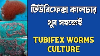 How to culture tubifex worms at home  How to grow tubifex worms  Tubifex worms culture [upl. by Carmita209]