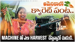 అమెరికాలో క్యారెట్ పంట ఎలా Harvest చేస్తున్నారో చూడండి Carrot Harvesting Machine  Shwaara Vlogs [upl. by Hartnett]