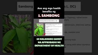 SAMBONG HEALTH BENEFITS TAGALOG  10 herbal plants approved by DOH alternativemedicine [upl. by Ntisuj]