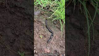 Hammer headed worm 🪱 westernghats travel nature rare maharashtra worms trekking [upl. by Gretta]