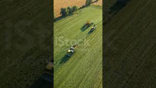 Three modern combine harvesters and tractor with trailer collects string beans [upl. by Vange35]