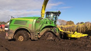 Maïs 2023  van Loco  John Deere 8600 on tracks  Prinoth amp Morooka dumper lossen in betoncontainer [upl. by Eedissac423]