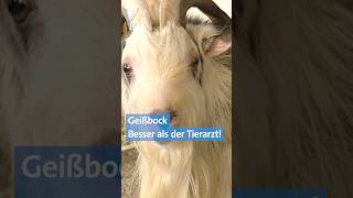 🐐 Das kann der Geißbock  vielleicht besser als der Tierarzt  Landwirtschaft  BR shorts [upl. by Kitti930]