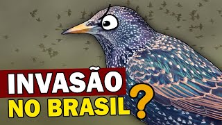 Estorninho AVE INVASORA POTENCIAL chega ao Brasil e gera preocupação  PÁSSARO VIVE EM BANDOS [upl. by Thorin]