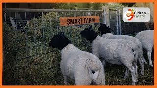 Smart Farm  Farmer in Baringo rearing dorper sheep [upl. by Arsuy]