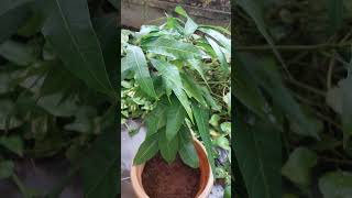 Big Size Banganapalli Fully Green Mango Plant  one year old growing in our garden Looks Wow [upl. by Dixil603]