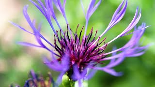 Perennial Cornflower Centaurea montana [upl. by Shuping]