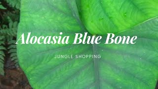 Jungle Shopping part 10  Alocasia Scabriuscula  Alocasia tulang Biru Alocasia rare [upl. by Zeugirdor715]