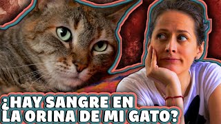 CÓMO DETECTAMOS SANGRE EN LA ORINA DE NUESTROS GATOS 🙀 LA GATERÍA TV [upl. by Nnaesor]