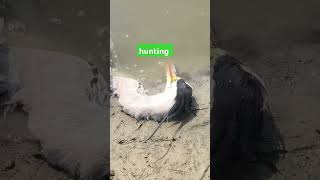 giant Gray heron giant herons hunting farm shorts viralvideo [upl. by Preuss38]