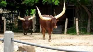 Ankole Cattle Feeding at the Houston Zoo [upl. by Attevad]