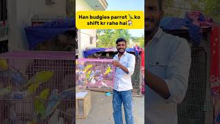 Ham Budgies parrot 🦜ko shift kr rahe hai🏠 petlover minivlog birds budgies parrot petlover [upl. by Oedama390]