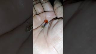 Brazilian red guppy guppyfish short aquarium viral [upl. by Marven168]