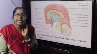 Thalamus Anatomy Functions  Relations amp Connections  Snells Neuroanatomy chapter 12 🧠 [upl. by Farris160]