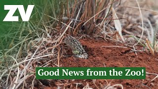 Some good news for Threatened Species [upl. by Gilmer]