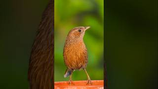 Sweet musician of the mountains Birds ID  Streaked Laughingthrush📍  Forti Champawat UK 🇮🇳 yt [upl. by Asiruam]