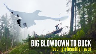 Bucking Ancient Blowdown  Trigvi  Loggers forum [upl. by Eimile]