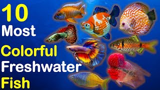 10 Most Colorful Freshwater Fish for Aquarium [upl. by Wayland]