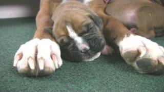 Boxers Cute But Clumsy Puppies in HD [upl. by Chipman]