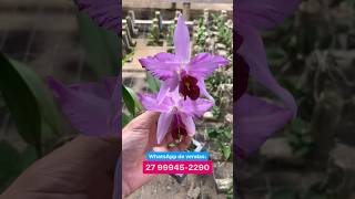 Laelia anceps lineata À VENDA [upl. by Eissolf]