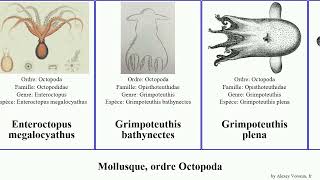 Mollusque ordre Octopoda octopus aux magna commune mollusca plena anneaux ocellatus bleus luteus [upl. by Atirec]