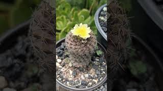 copiapoa Humilis [upl. by Annaeirb913]