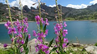 Lac dAllos  Le parc national du Mercantour  été 2016 [upl. by Gladine828]