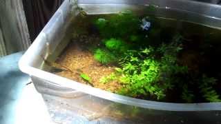 Free Live Fish Food Outdoor Aquatics part II [upl. by Gabe910]