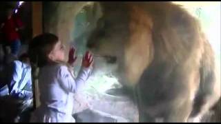 Cowardly Lion vs Girl at Zoo [upl. by Romo]