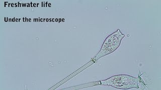 Freshwater wildlife under the microscope [upl. by Aicercul100]