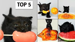 Top 5 Kitten ASMR Eating Compilation [upl. by Petigny]