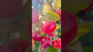 Rugosa rose 🌹 hips or fruits scotlanduk [upl. by Eisoj]