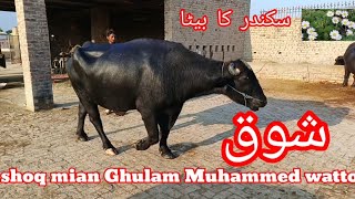 pure nili famous breeder bull  Mian Ghulam Muhammed watto pure nili Buffalos breed farm [upl. by Atiner]