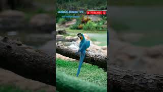 Parrot The Colorful Mimic animalhousetv Parrot Birds [upl. by Akinuahs]