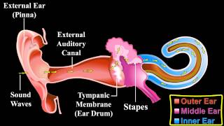 The Ear   About the Ear   Mechanism of Hearing [upl. by Smail528]