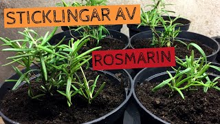 Ta sticklingar från ROSMARIN  Perfekt sätt att föröka sina plantor från år till år [upl. by Nazario]