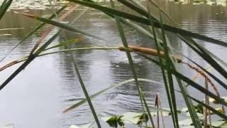 Unexpected Gator hits Topwater Lure [upl. by Neelahtak]