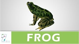 Amazing Explanation Of Frog [upl. by Yecnahc]