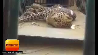 लखनऊ के गोसाईंगंज में 24 घंटे बाद पकड़ा गया तेंदुआ II Leopard caught after 24 hours in Lucknow [upl. by Anaila]