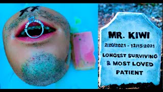 How did Mr Kiwi die 💔😪🪦 Full Death amp Funeral Compilation FruitSurgery DiscountDentist [upl. by Otrebcire]