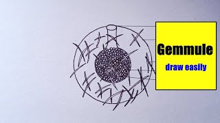 how to draw Gemmule Diagram easily  Gemmule Diagram  how to draw Gemmule Diagram step by step [upl. by Alywt]