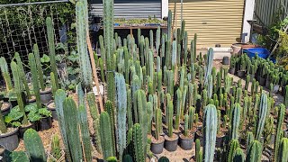 Trichocereus WalkAround 1 [upl. by Melas229]