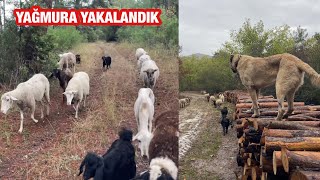 1 YILDIR YAŞADIĞIM KÖYDE KOYUNLARI OTLATACAK YENİ YERLER ÖĞRENDİM [upl. by Celka842]