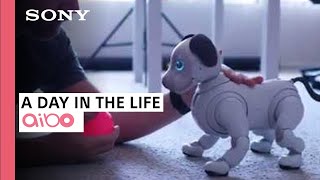 A Day in the Life with aibo  Sony amp iPhonedo [upl. by Waverly]