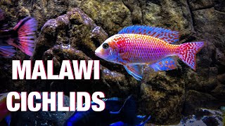 Guide to African Cichlid Care [upl. by Camroc463]