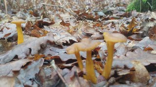 Angulas de monte Craterellus tubaeformis Diciembre 2023 [upl. by Charlet814]