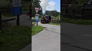 Palmerston at Capel Bangor shortsvideo [upl. by Wiencke861]