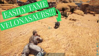 HOW TO EASILY SOLO TAME YOUR FIRST VELONASUAR [upl. by Schindler]