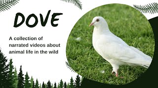 Dove  Birds  Birds Video  Birds Educational Video  Dove Cartoon [upl. by Siramad240]