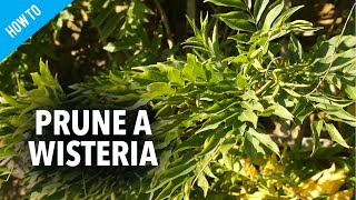 How to prune wisteria [upl. by Nora]